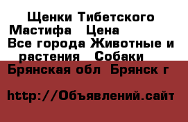 Щенки Тибетского Мастифа › Цена ­ 60 000 - Все города Животные и растения » Собаки   . Брянская обл.,Брянск г.